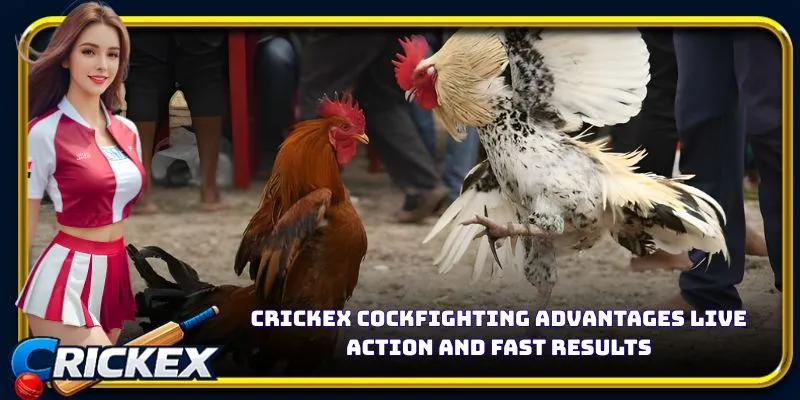 Alt: crickex cockfighting advantages live action and fast results