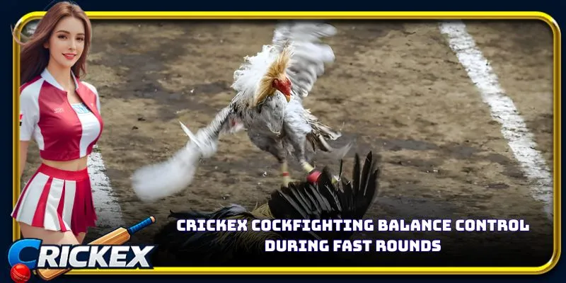 Alt: crickex cockfighting balance control during fast rounds