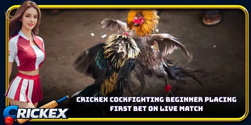 Alt: crickex cockfighting beginner placing first bet on live match