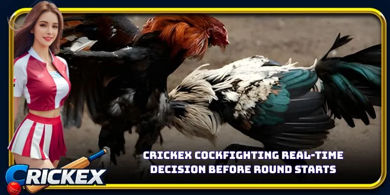 Alt: crickex cockfighting real-time decision before round starts